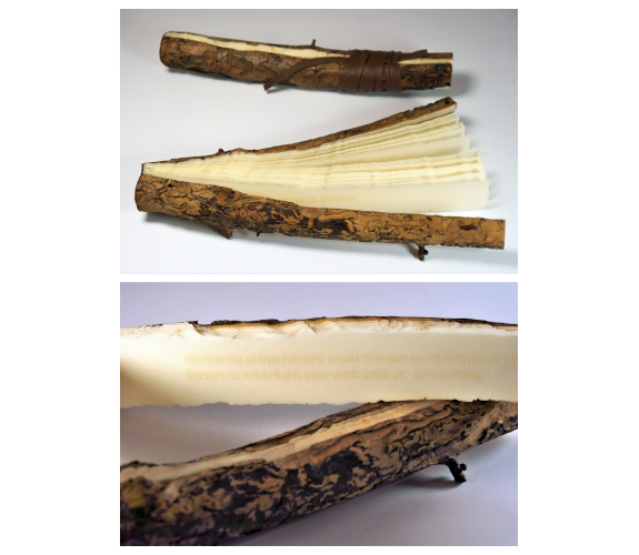 Bark Beetle Book Vol XIX: Poetry Sticks A & B - Suze Woolf